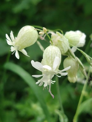 photo of Bladder Campion
