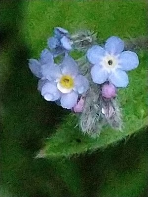 photo of Field Forget Me Not