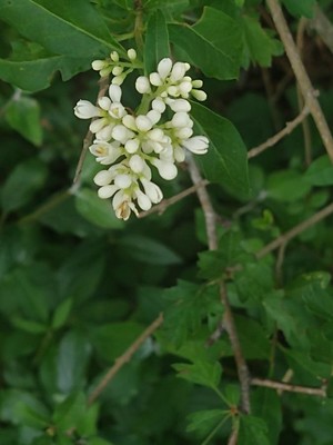 photo of Wild Privet