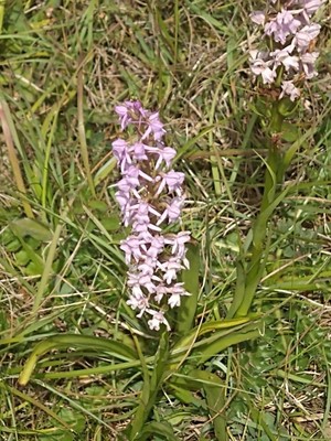 photo of Heath Fragrant Orchid