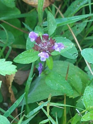 photo of Selfheal