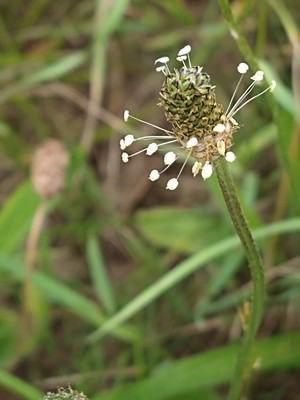 photo of Ribwort Plantain