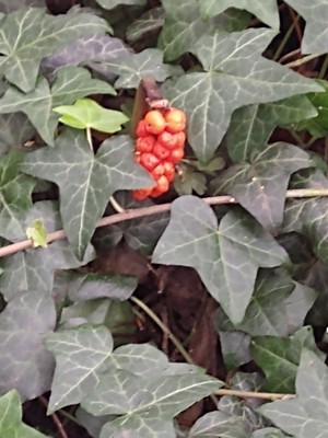 photo of Italian Arum