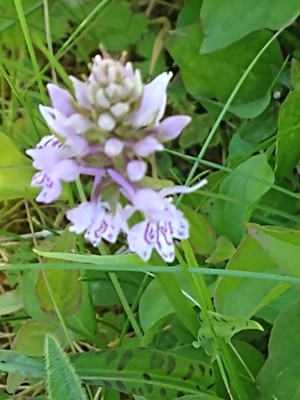 photo of Common Spotted Orchid