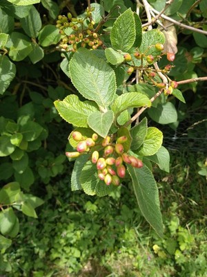 photo of Wayfaring Tree