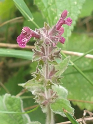 photo of Hedge Woundwort