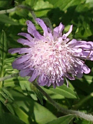photo of Field Scabious