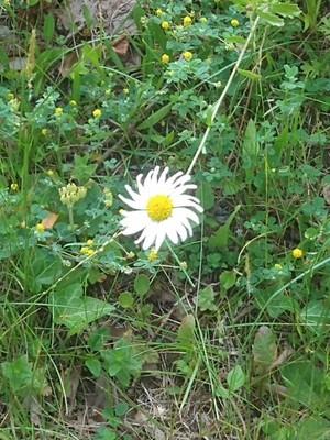 photo of Oxeye Daisy