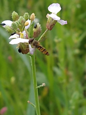 photo of Wild Radish