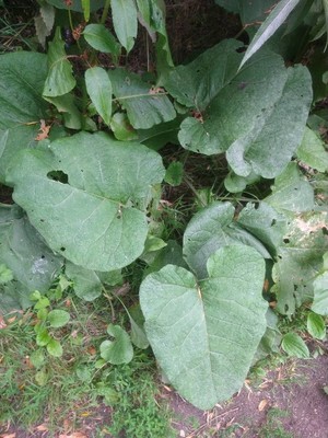 photo of Lesser Burdock