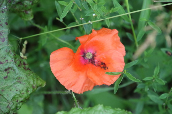 photo of Common Poppy