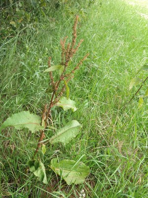 photo of Broad Leaved Dock