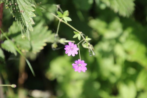 photo of Hedgerow Crane's Bill