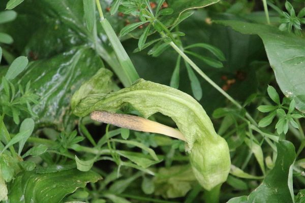 photo of Lords And Ladies