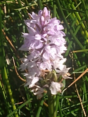 photo of Common Spotted Orchid