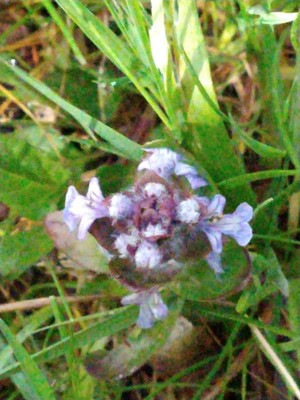photo of Selfheal