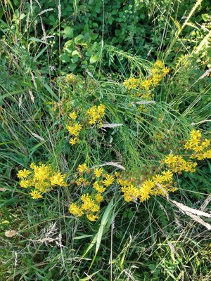 photo of Ragwort