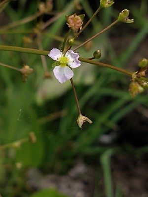 photo of Narrow Leaved Water Plantain