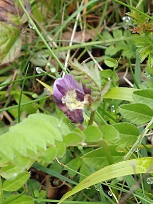 photo of Bush Vetch