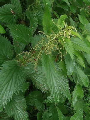 photo of Common Nettle