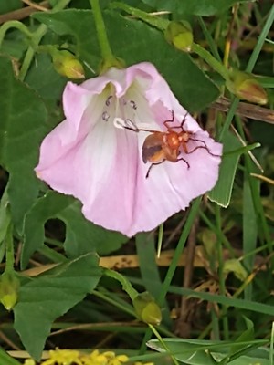 photo of Field Bindweed