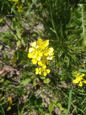 photo of Bastard Cabbage