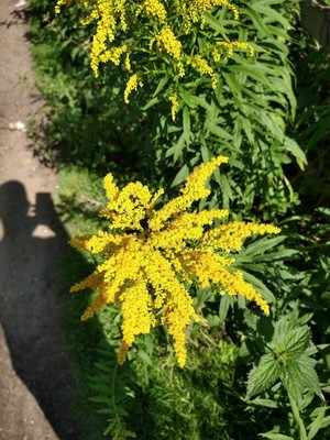 photo of Canadian Goldenrod