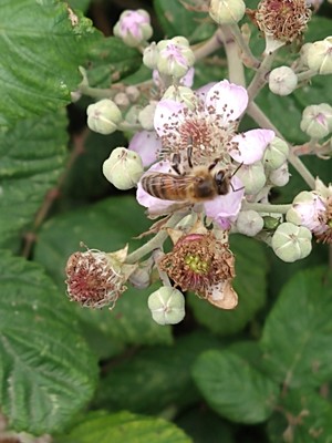 photo of Elm Leaved Bramble