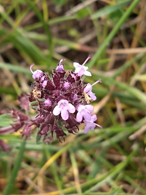 photo of Wild Thyme