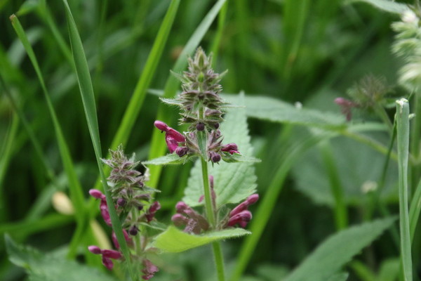 photo of Hedge Woundwort