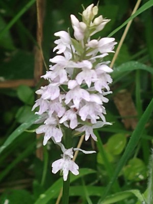 photo of Common Spotted Orchid