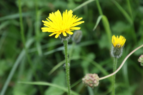 photo of Rough Hawkbit