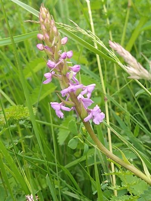 photo of Chalk Fragrant Orchid