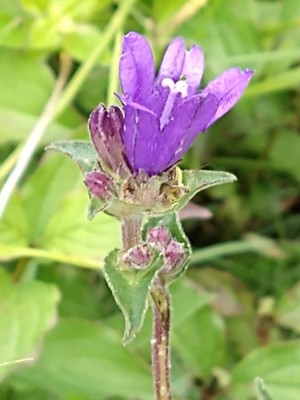 photo of Clustered Bellfower