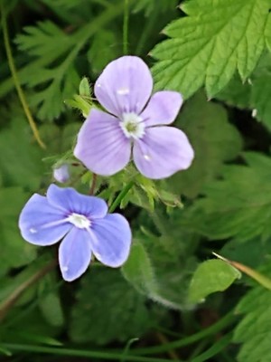 photo of Germander Speedwell