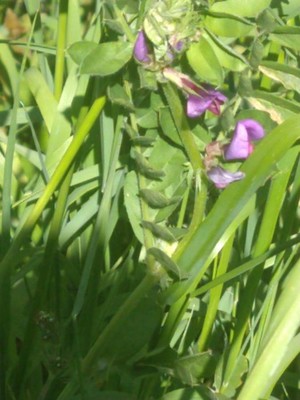 photo of Common Vetch