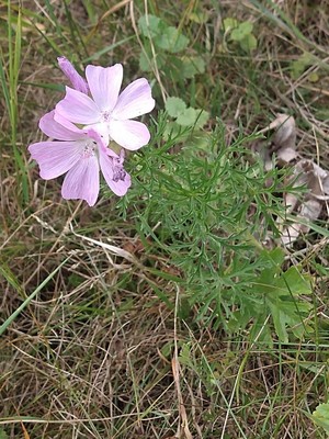 photo of Greater Musk Mallow