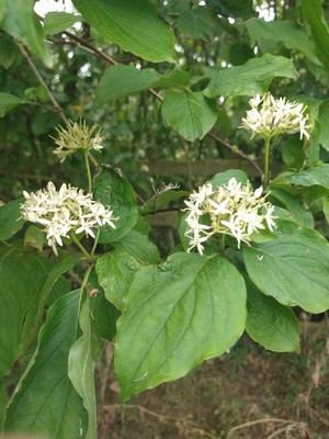 photo of Dogwood