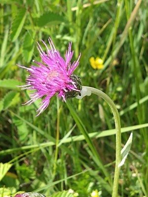 photo of Meadow Thistle