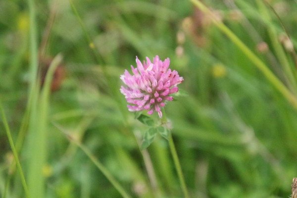 photo of Red Clover
