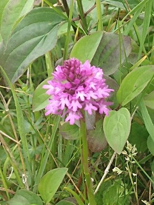 photo of Pyramidal Orchid