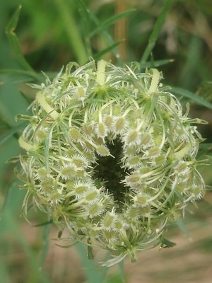 photo of Wild Carrot