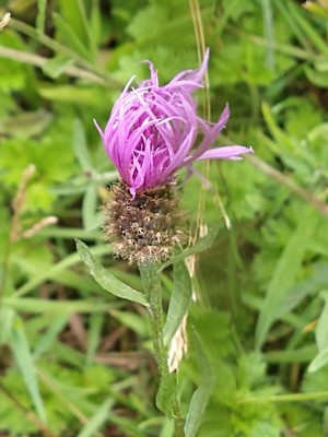 photo of Brown Knapweed