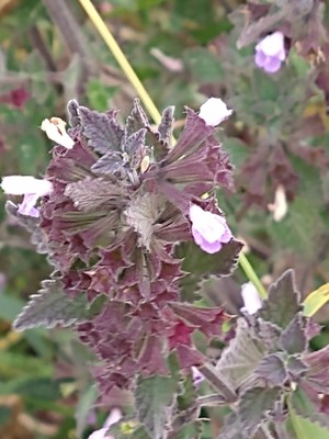 photo of Black Horehound