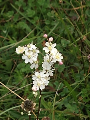 photo of Dropwort