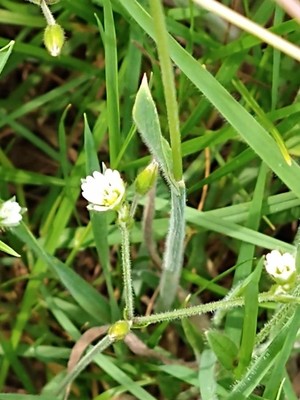 photo of Common Mouse Ear