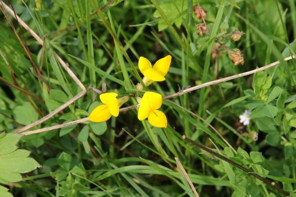 photo of Bird's Foot Trefoil