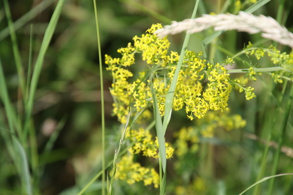 photo of Lady's Bedstraw