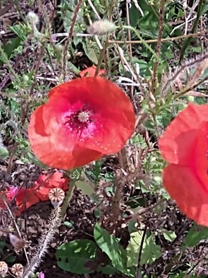 photo of Common Poppy