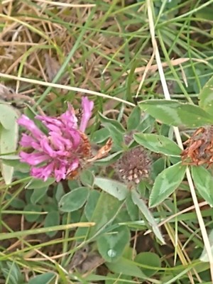 photo of Red Clover
